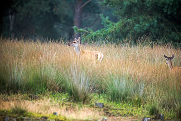Alert female red deer standing in high grass. Nature reserve Deelerwoud.