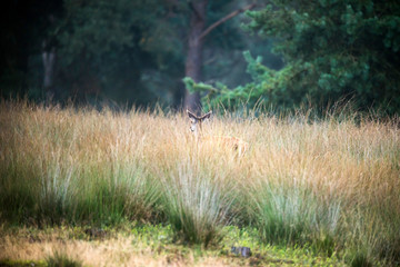 Female red deer walking away from camera in high grass. Nature reserve Deelerwoud. © ysbrandcosijn