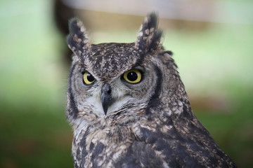 Closeup of an African Owl