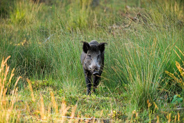 Wild boar walking in field. Nature reserve Deelerwoud. Veluwe. Gelderland.