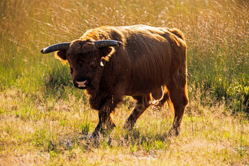 Highlander cow walking towards camera in field of high grass. Na