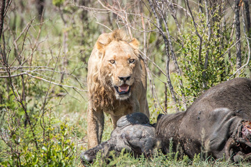 Obraz na płótnie Canvas Male Lion on a Buffalo kill.