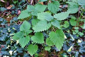 Nettle grows in the garden