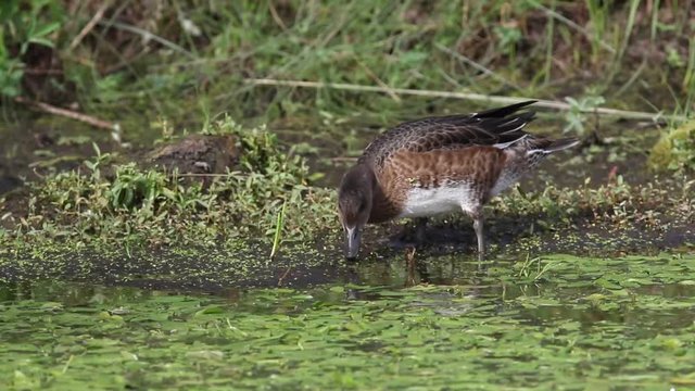 Anas penelope. A wild duck wigeon the summer in Siberia