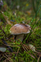 mushroom
