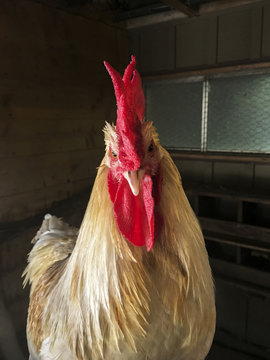 Close up of a rooster making eye contact in a hen house.