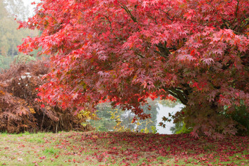 Autumn in the woods background, selective focus; japanese maple, with the lake on the background