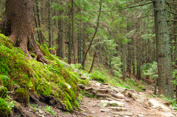 Forrest trees with path in the middle and spread sun rays.