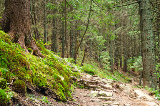 Forrest Trees With Path In The Middle And Spread Sun Rays.