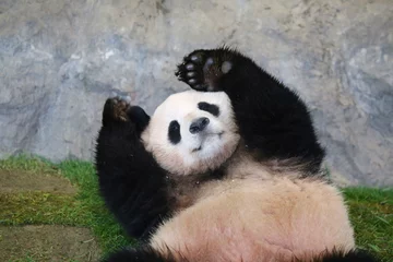 Abwaschbare Fototapete Panda Panda
