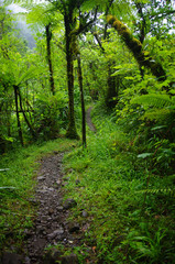 La Réunion - Chemin  à Grand Étang
