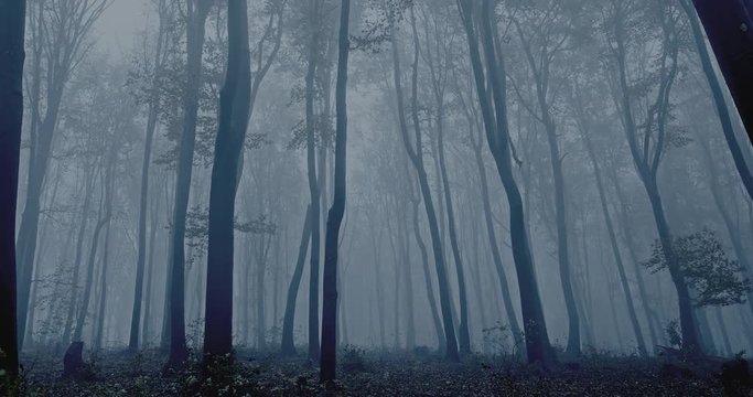 Misty forest at dusk after autumn rain