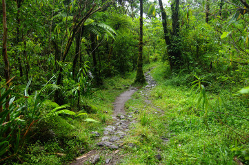 Fototapeta na wymiar La Réunion - Chemin à Grand Étang
