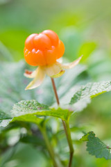 One cloudberry	