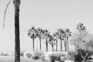 Black and white image of palm tree on sky outdoors background