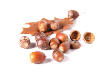 Acorns