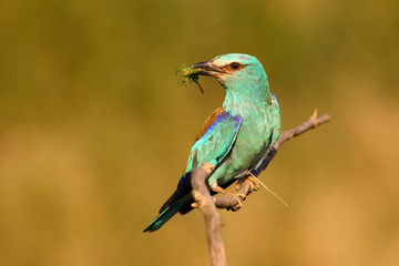 The European roller (Coracias garrulus) on a branch with grasshoper