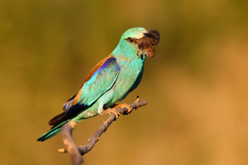 The European roller (Coracias garrulus) on a branch with mouse in the morning light