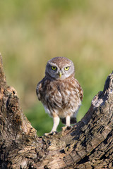 The little owl (Athene noctua) sitting