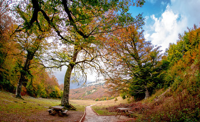 Naklejka na ściany i meble Path with autumn trees dressed in an enchanted forest in the Pyrenees, Anso valley in Huesca, Spain.