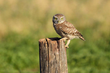 The little owl (Athene noctua) sitting on the stake