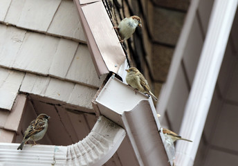 moineau domestique