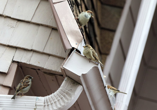 moineau domestique