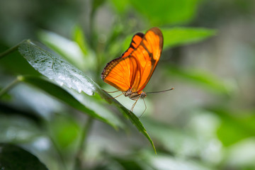 butterfly