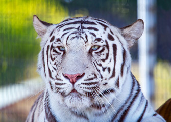 Fototapeta na wymiar Royal White Bengal Tiger Looking