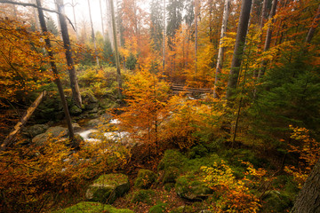 Fototapeta premium Farbenfrohe Färbung des Waldes