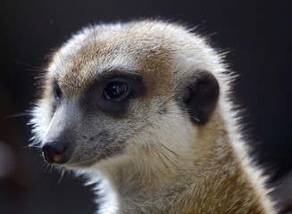 Obraz premium Meerkat Suricate Suricata Suricatta Face Close Up