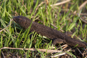 lizard in the grass on a sunny day