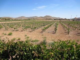 Fototapeta na wymiar vineyard in Spring Hondon de las Nieves Alicante Spain
