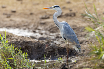 Grey Heron, Kruger NP
