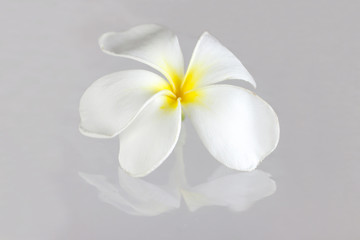 Plumeria Pudica flower