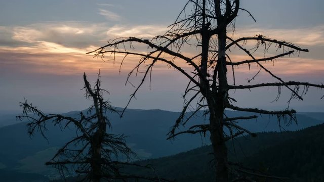 4K. Sunset Clouds Moving over Dead Trees Silhouette Time Lapse UHD