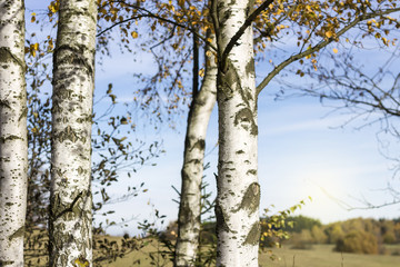 Birch Trees Detail. Autumn Background with Blue Sky.