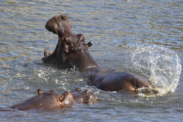 Fototapeta premium hippo