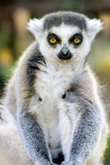 Funny Lemur Portrait on Blurred Background