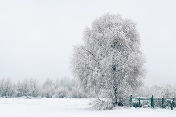 Lonely tree under first snow