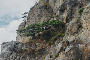 Pine tree on cliff