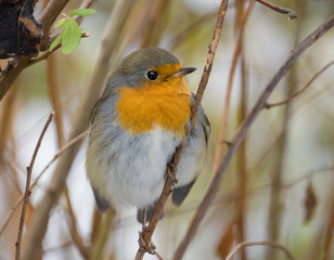 robin on a branch