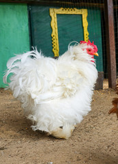 White rooster