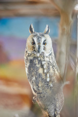 Beautiful portrait of the owl