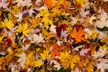 feuille érable automne saison tomber arbre perdre nature sol