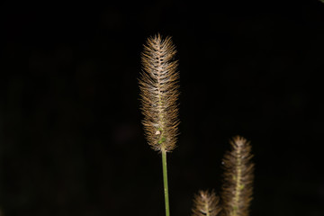 Isolated barley grass on black background..