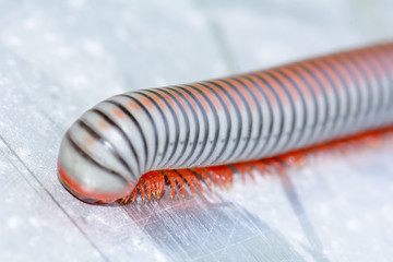 Closeup of a millipede on aluminum floor.