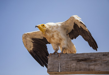 Egyptian vulture (Neophron percnopterus) in Socotra, Yemen