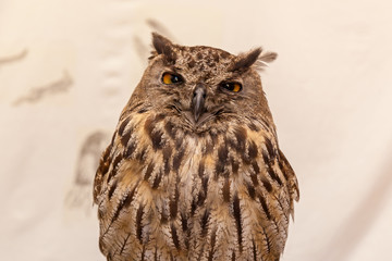 European eagle-owl.