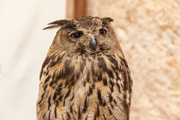 Eagle-owl .